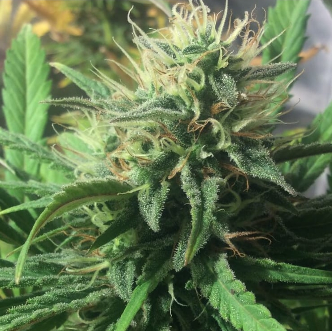 Black Domina x OG Kush